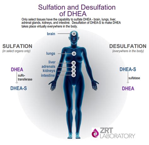 what is a dhea sulfate